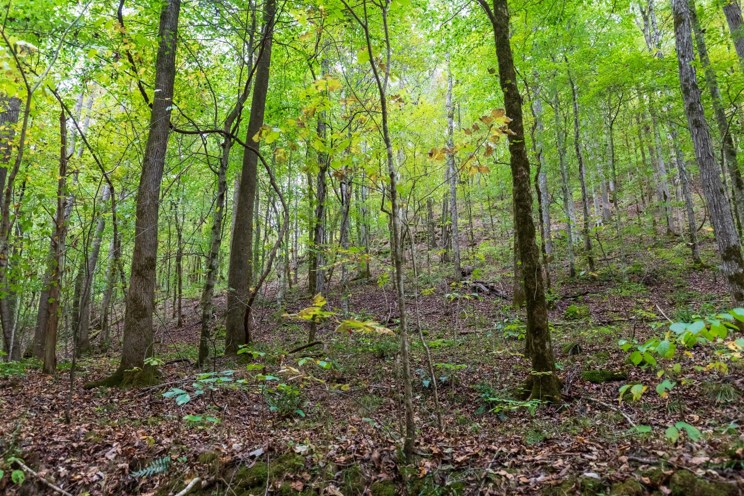 Copper Ridge Tract 6 photo 11