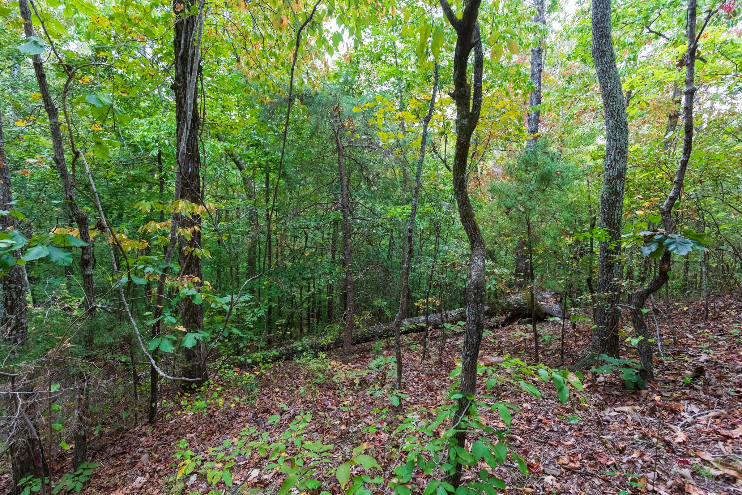 Copper Ridge Tract 6 photo 16