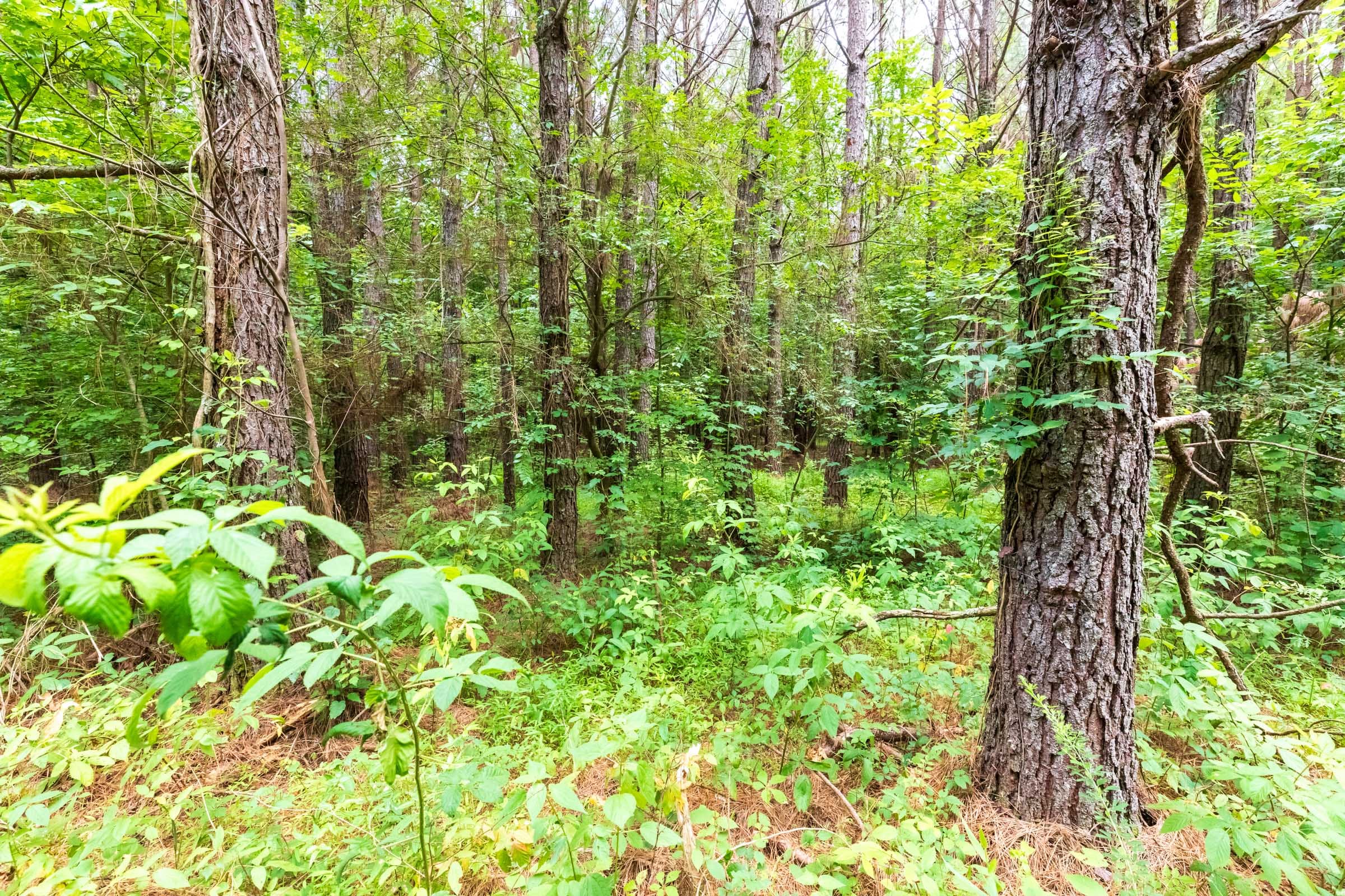 Whiskey Ridge Tract 12 photo 2
