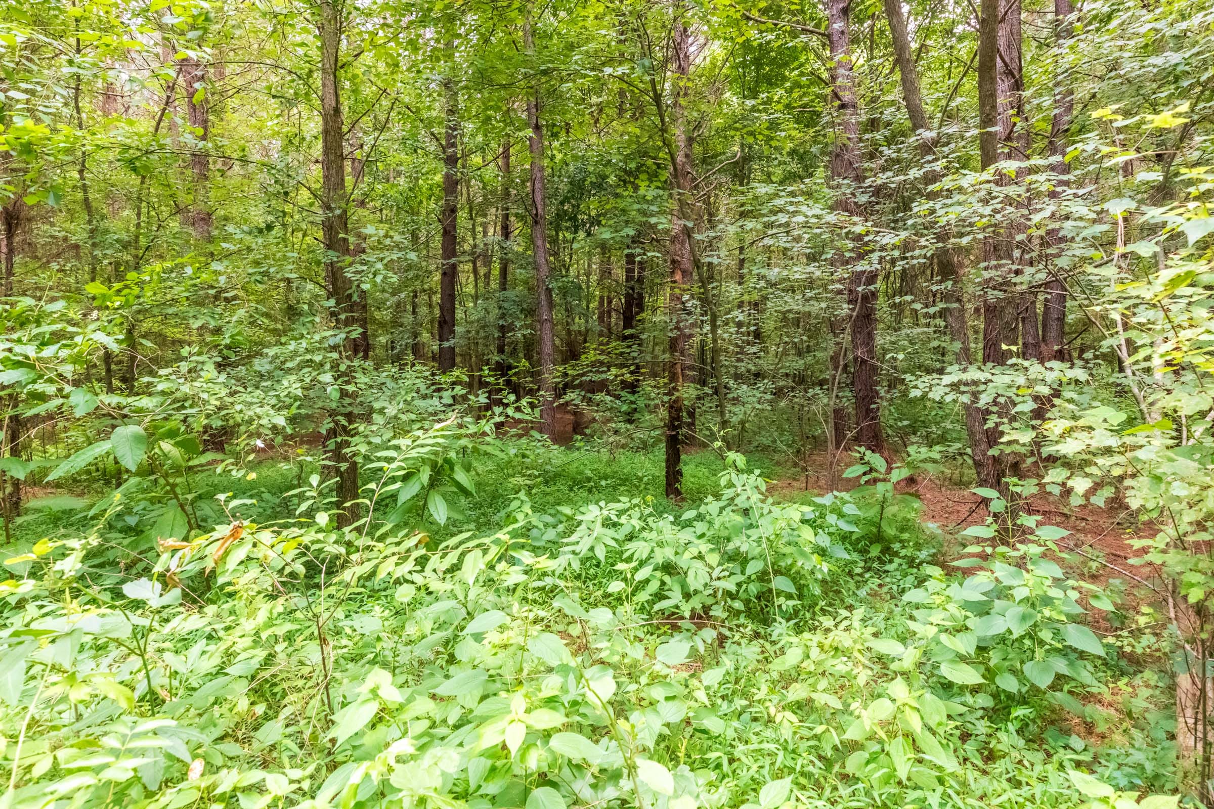 Whiskey Ridge Tract 12 photo 4