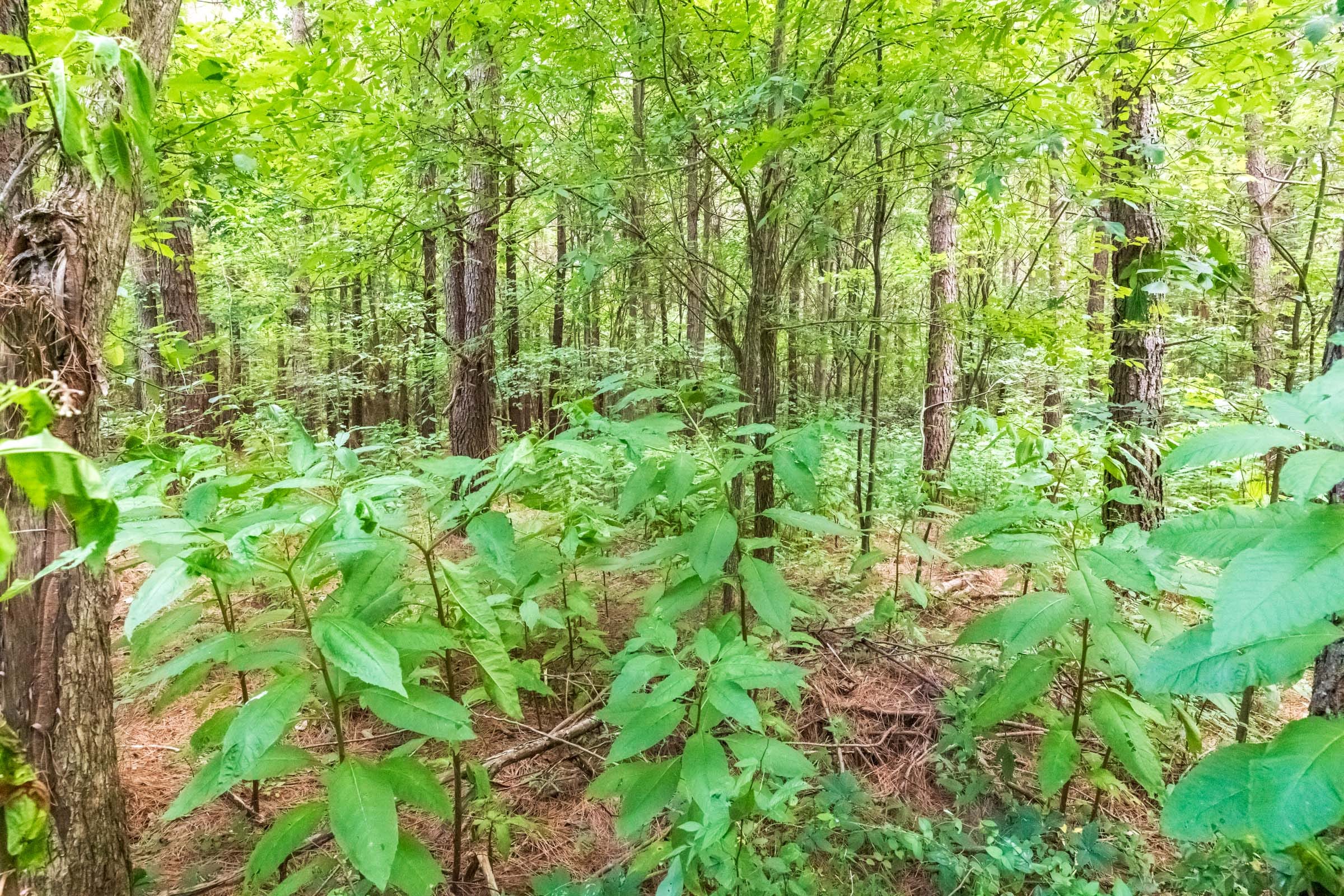 Whiskey Ridge Tract 12 photo 3