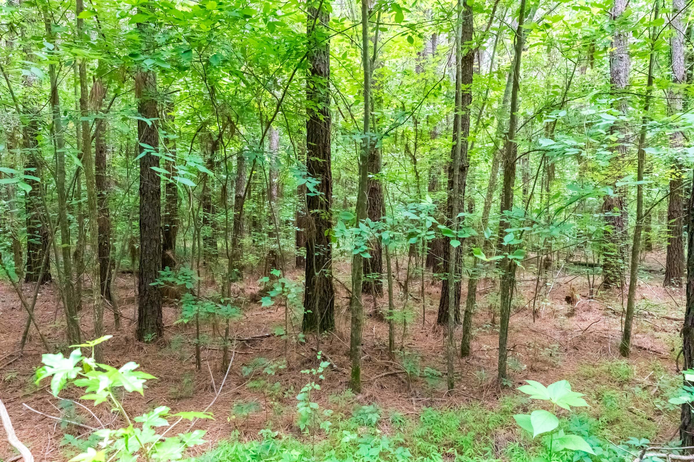 Whiskey Ridge Tract 12 photo 7