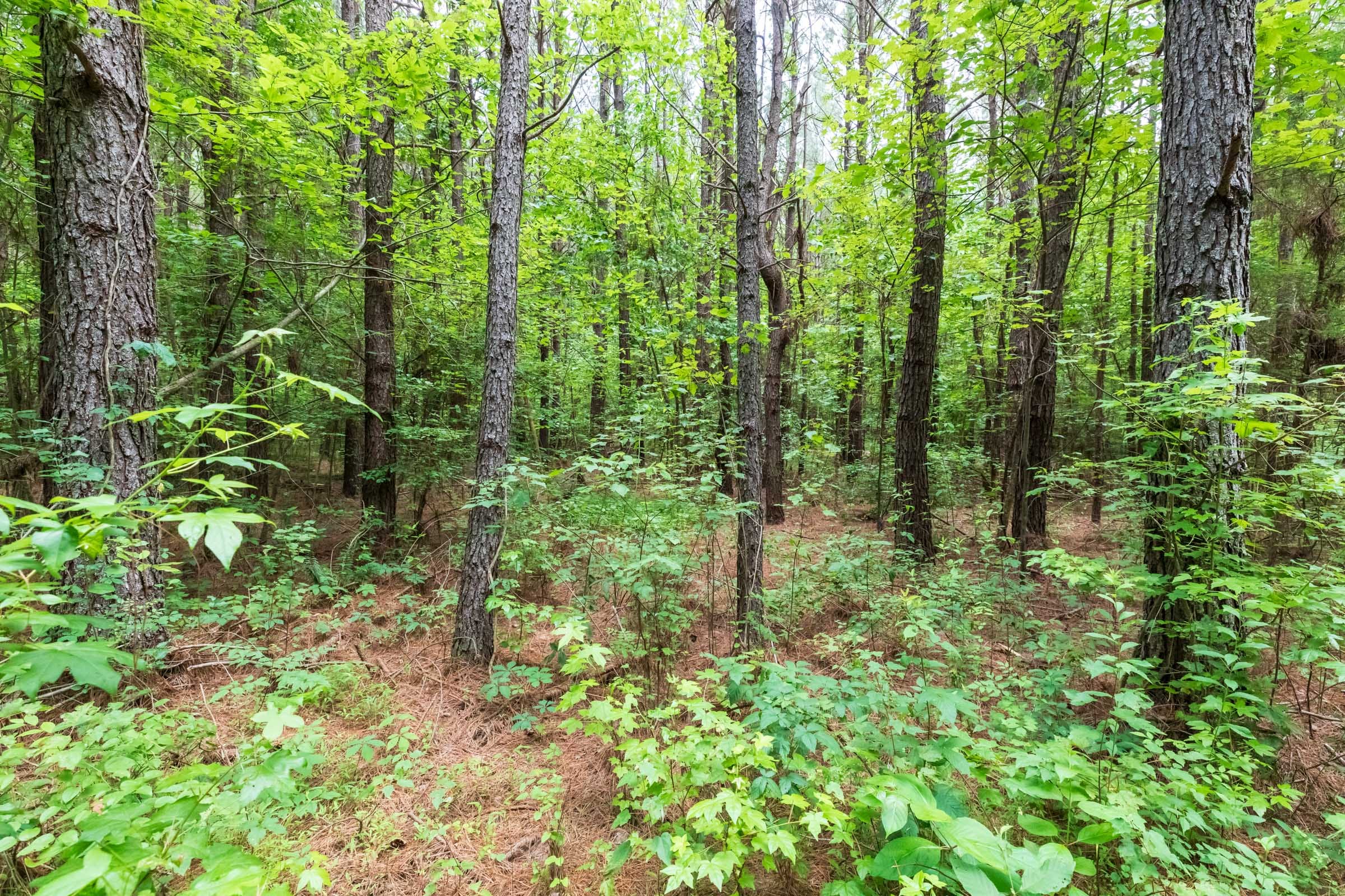 Whiskey Ridge Tract 12 photo 6