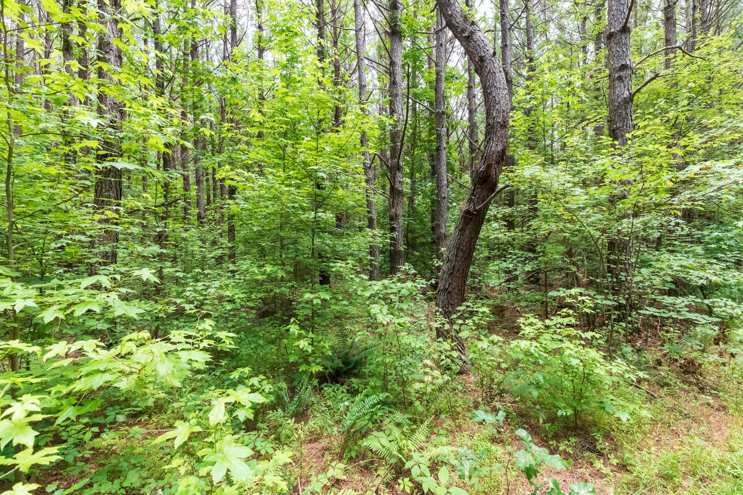 Whiskey Ridge Tract 12 photo 9