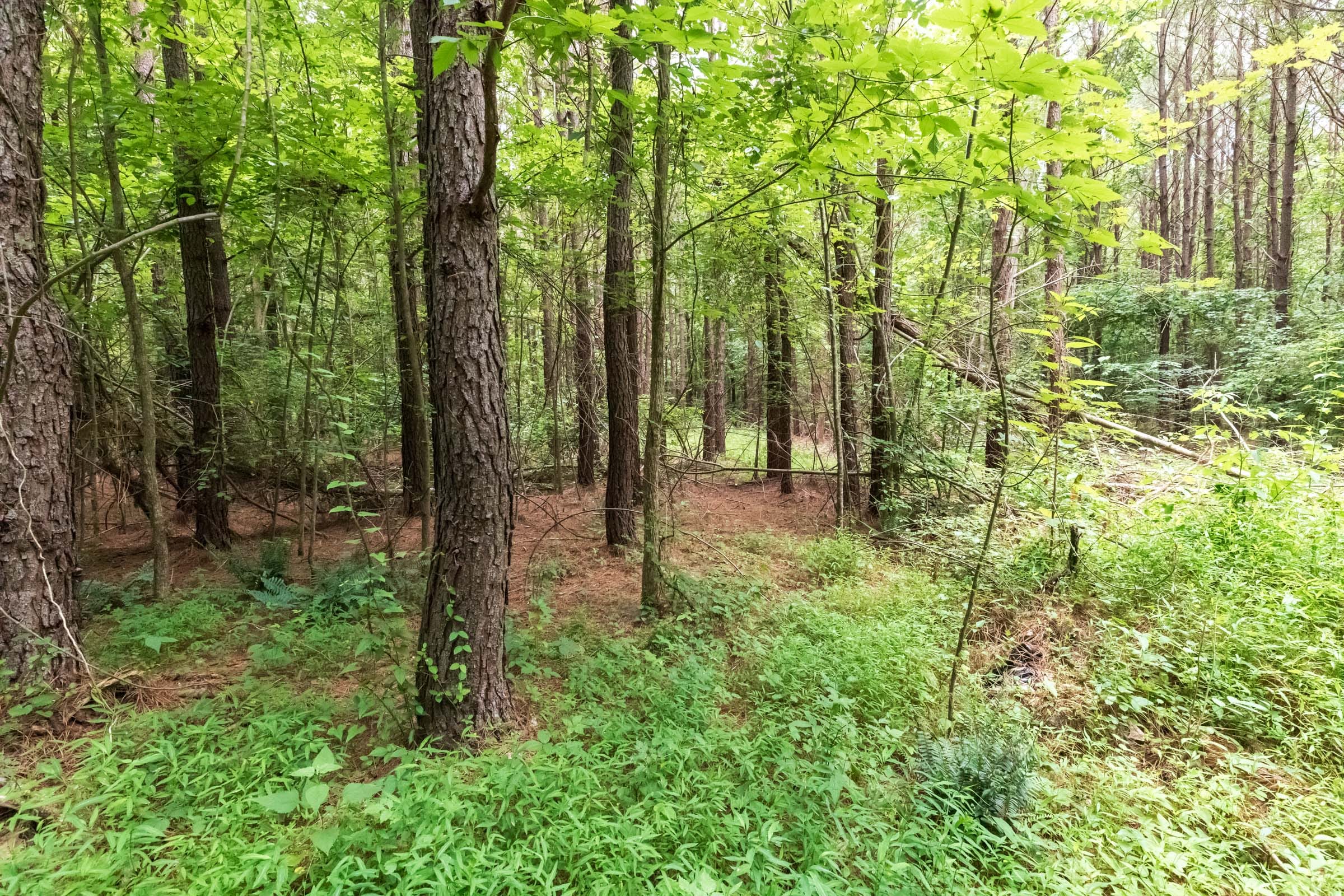 Whiskey Ridge Tract 12 photo 8