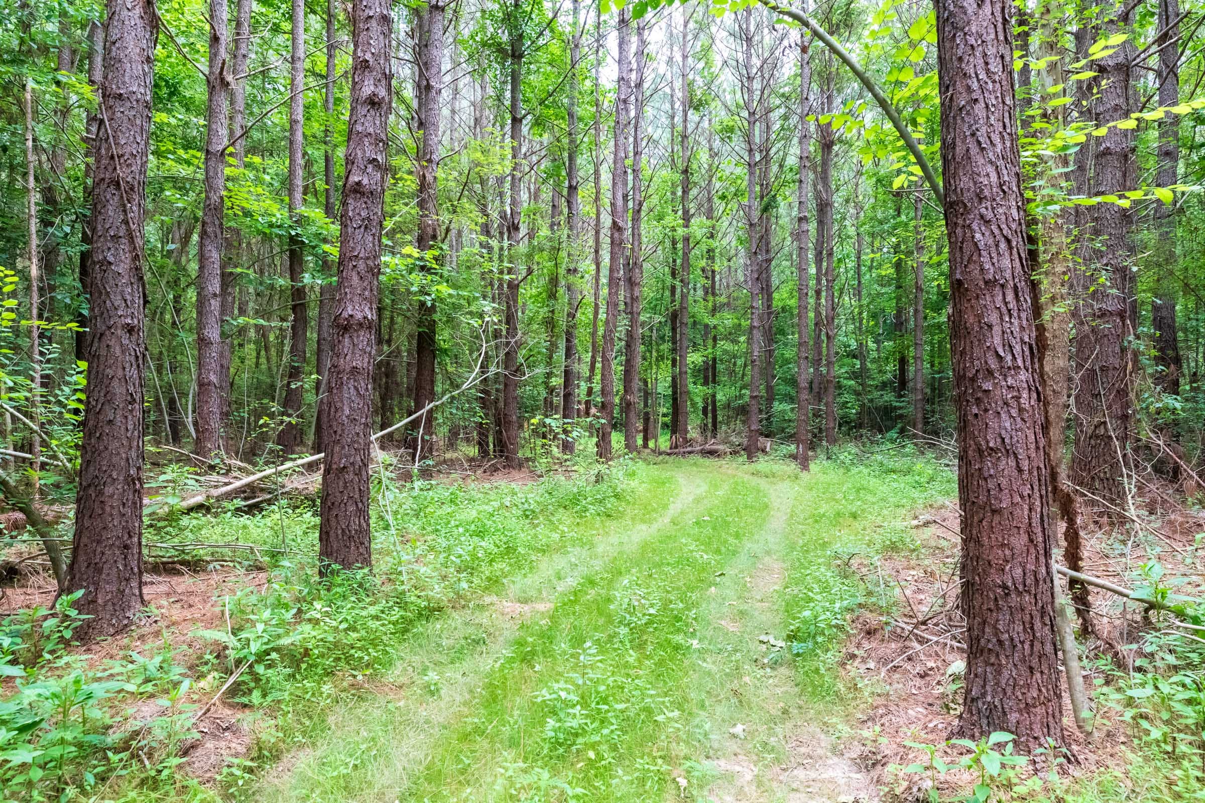 Whiskey Ridge Tract 12 photo 10