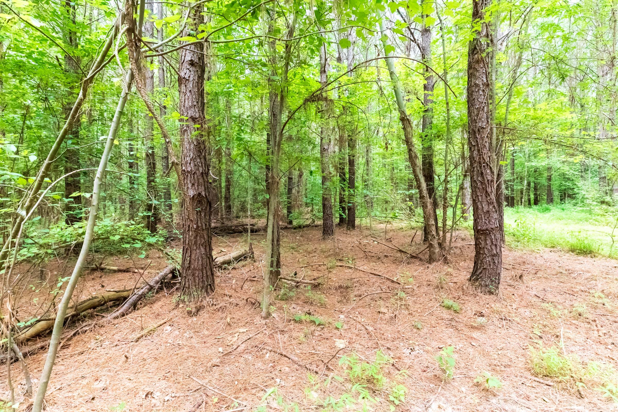 Whiskey Ridge Tract 12 photo 11