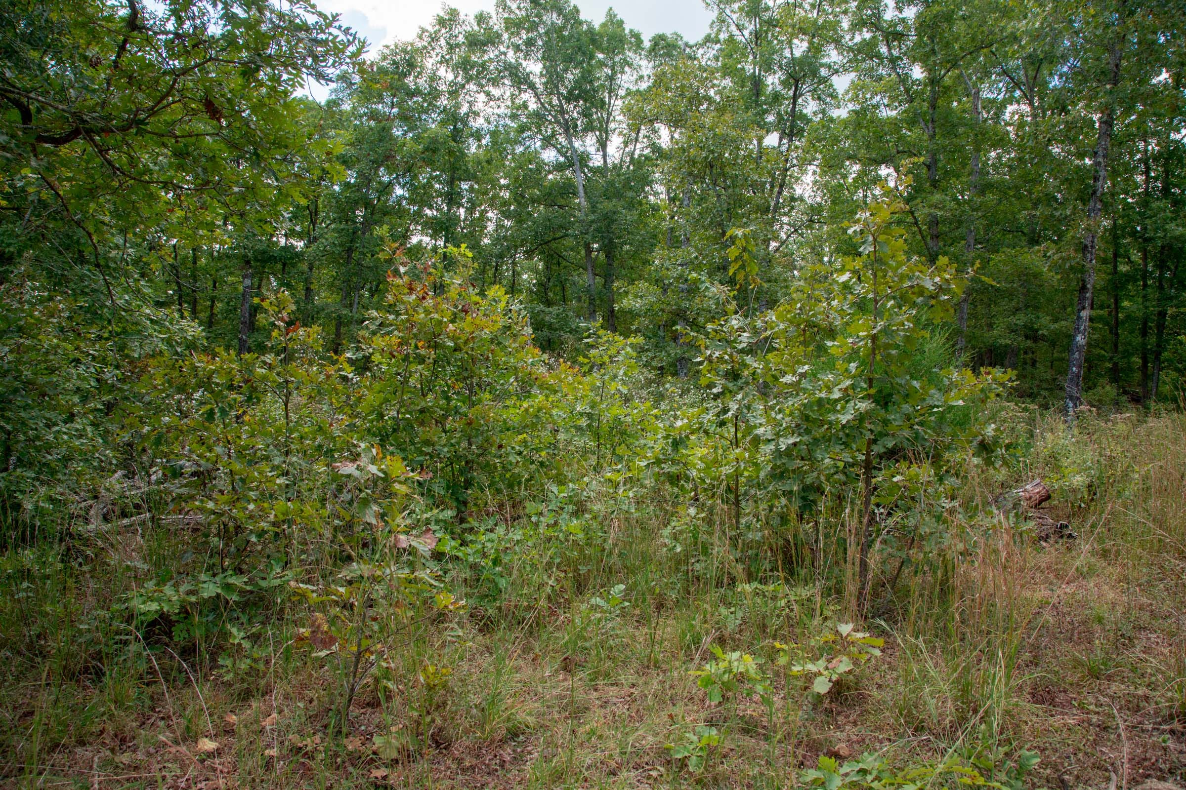 Wagon Wheel Ranch Tract 35 photo 5