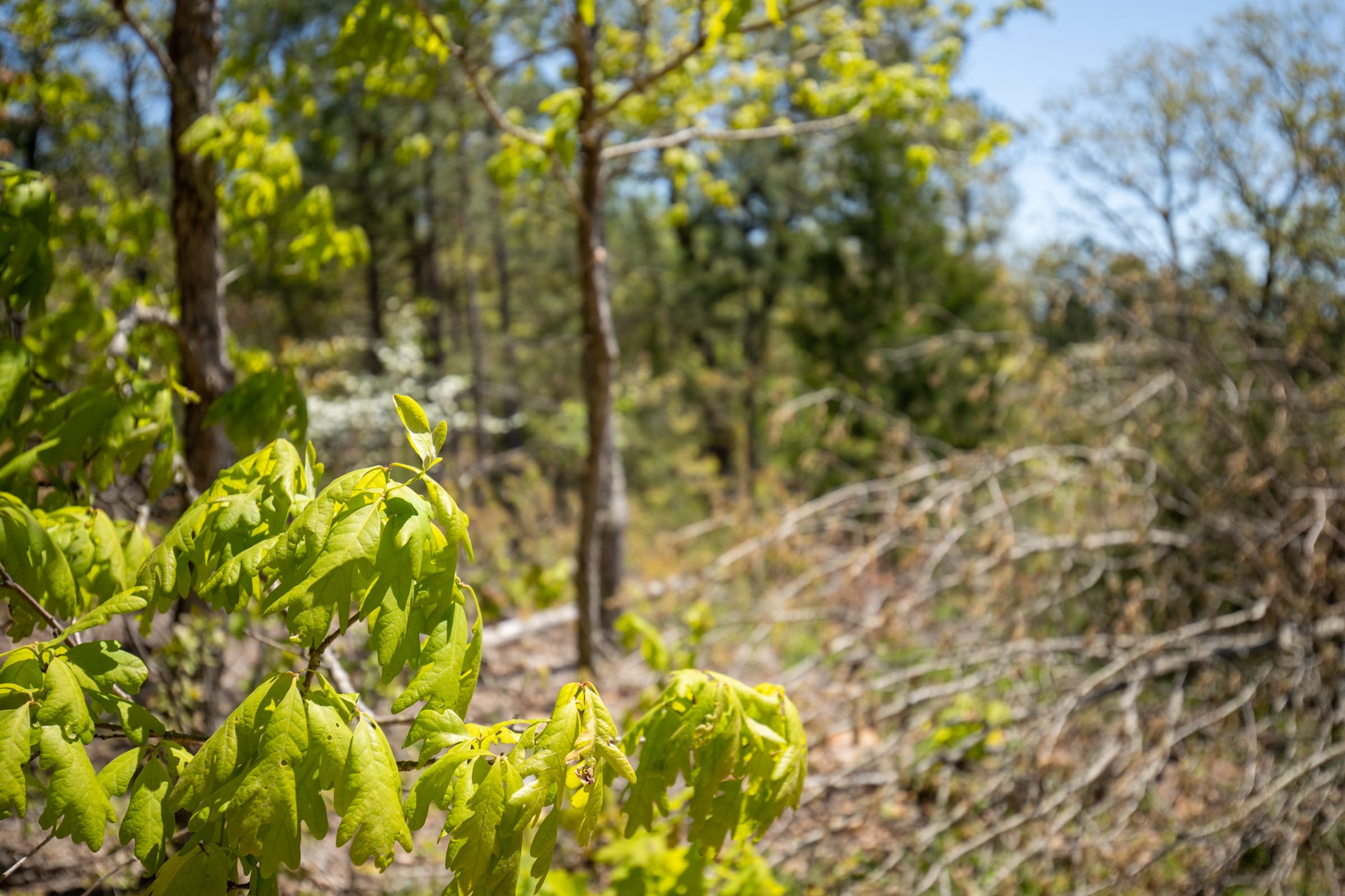 Eagle’s Nest Tract 25 photo 3