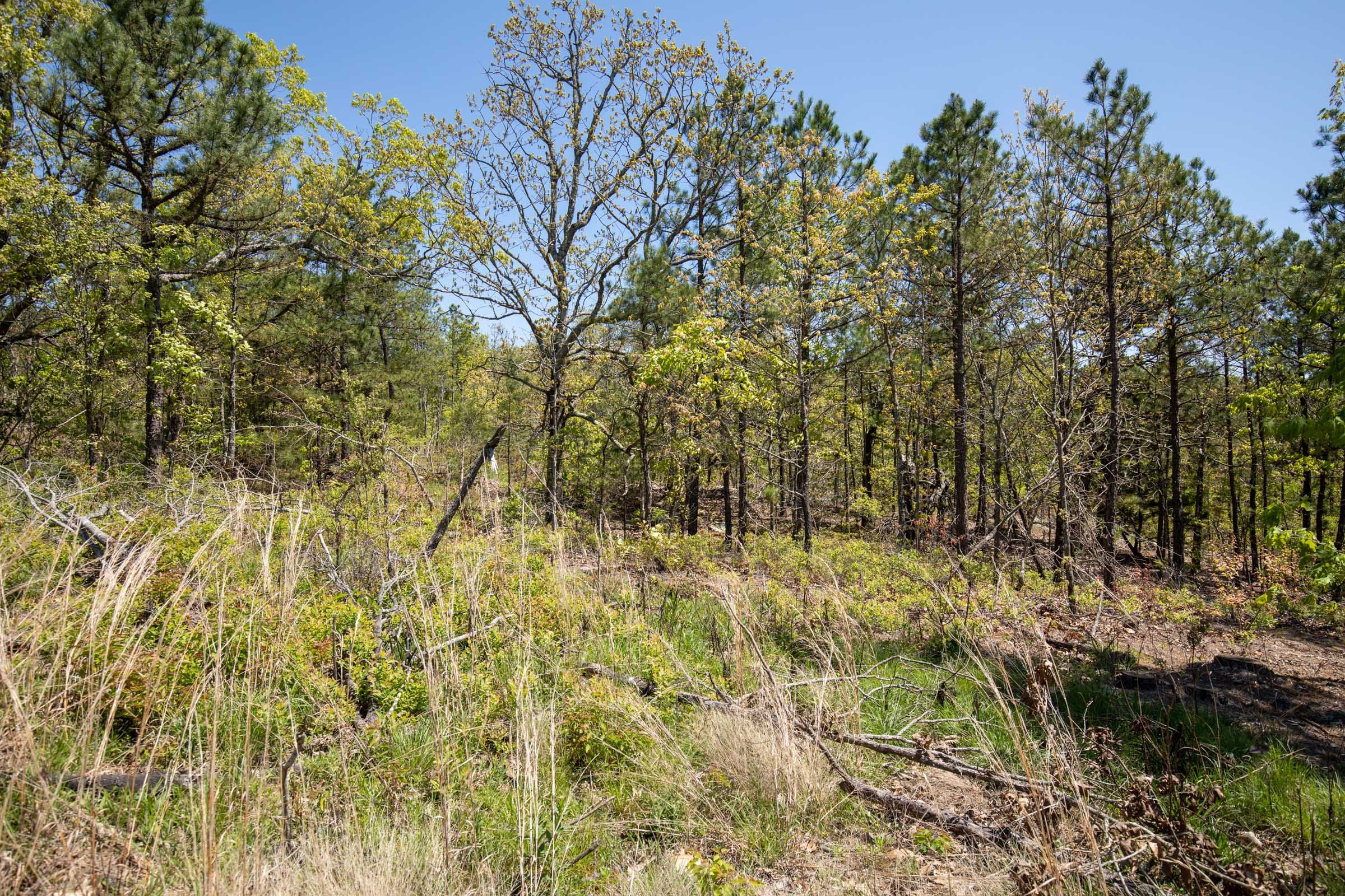 Eagle’s Nest Tract 25 photo 5