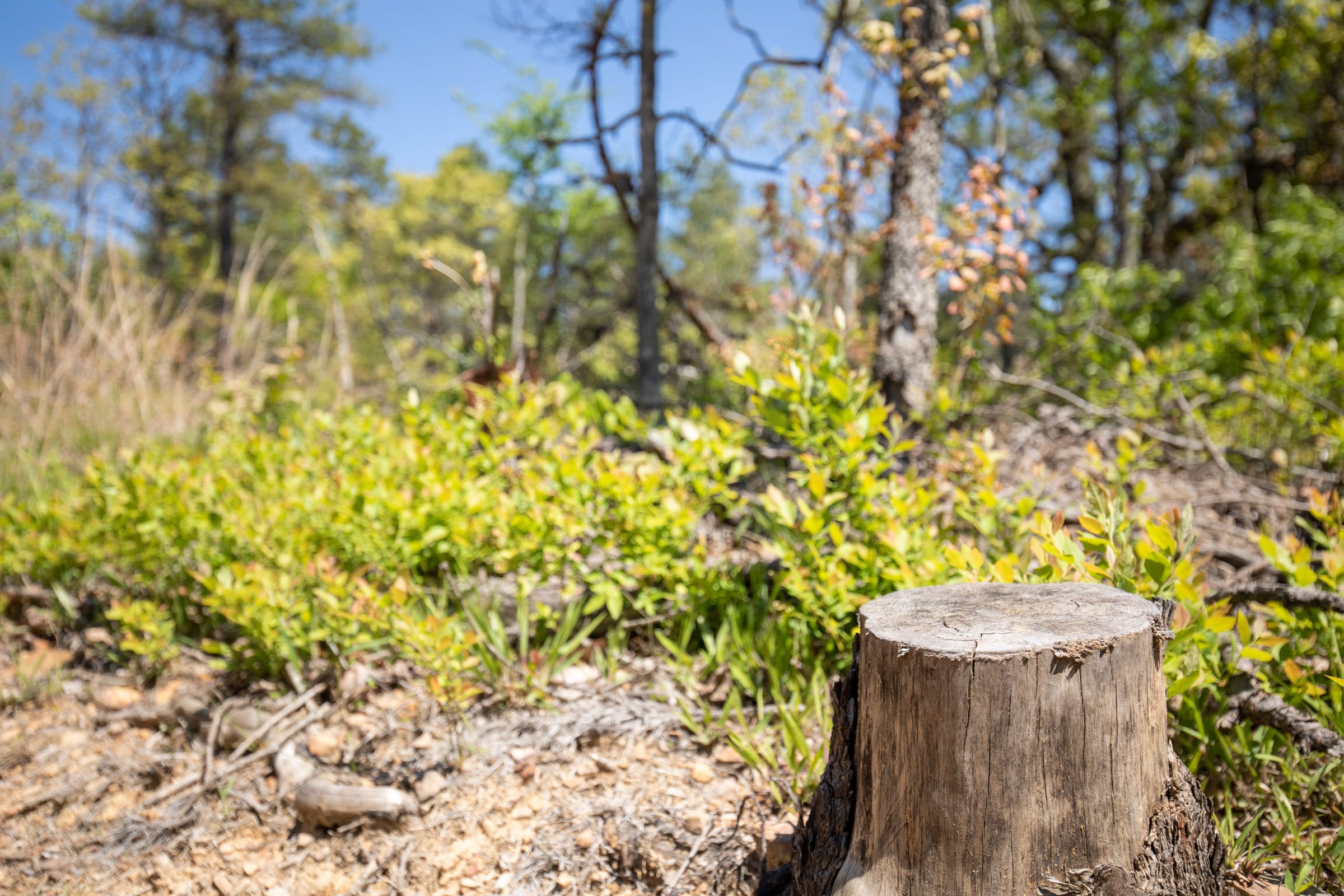 Eagle’s Nest Tract 25 photo 6