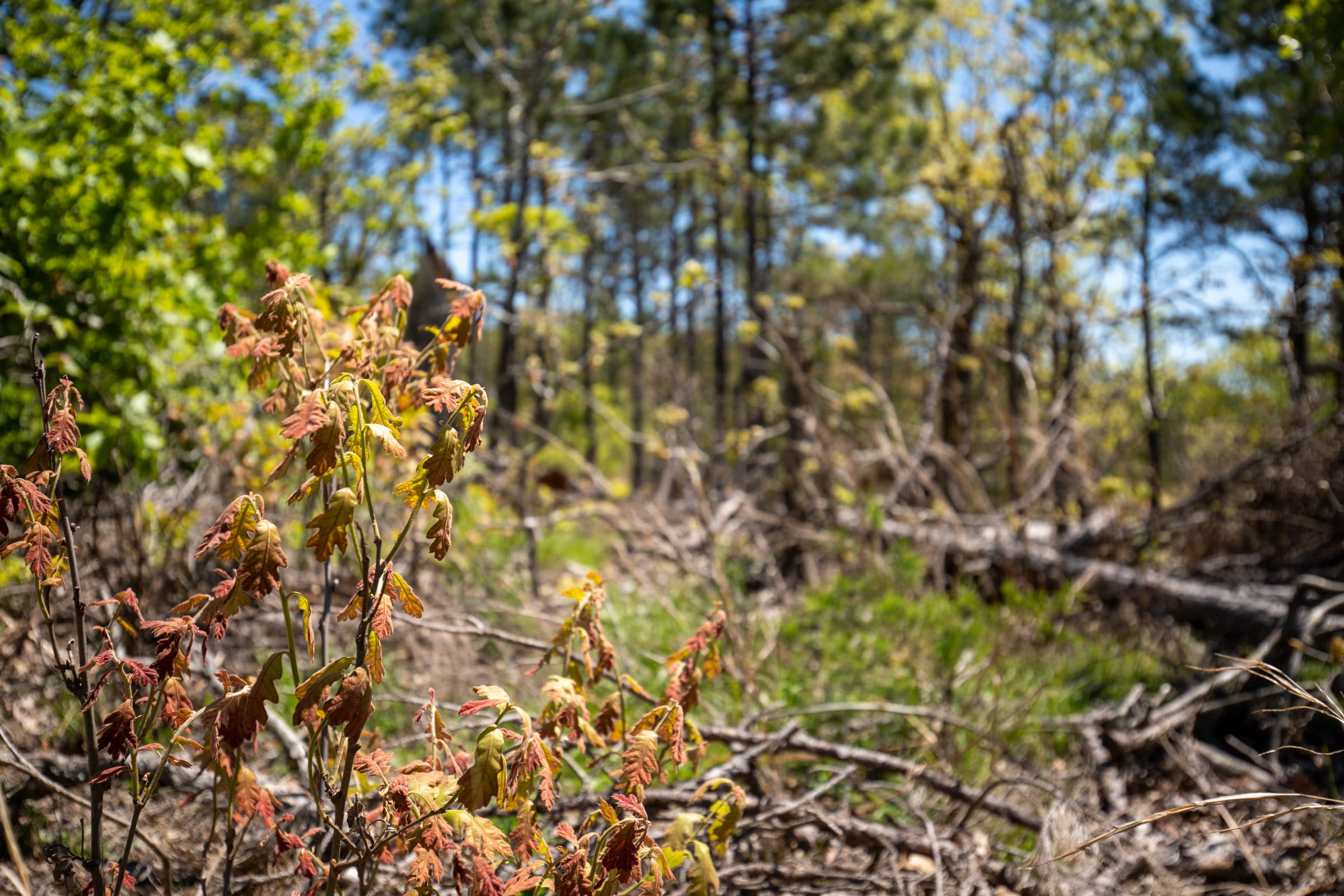 Eagle’s Nest Tract 25 photo 10