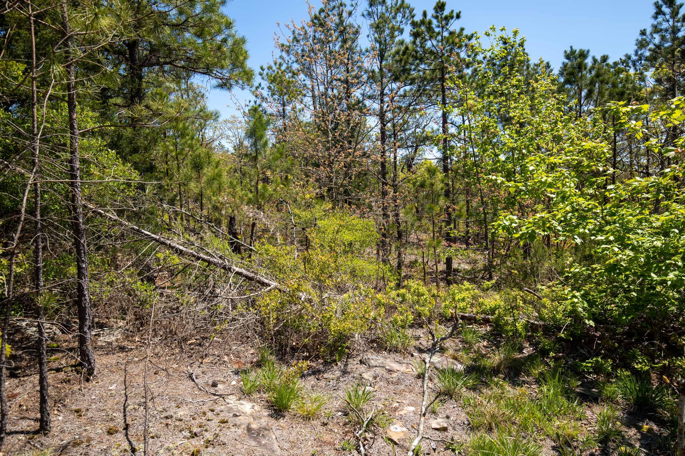 Eagle’s Nest Tract 25 photo 11