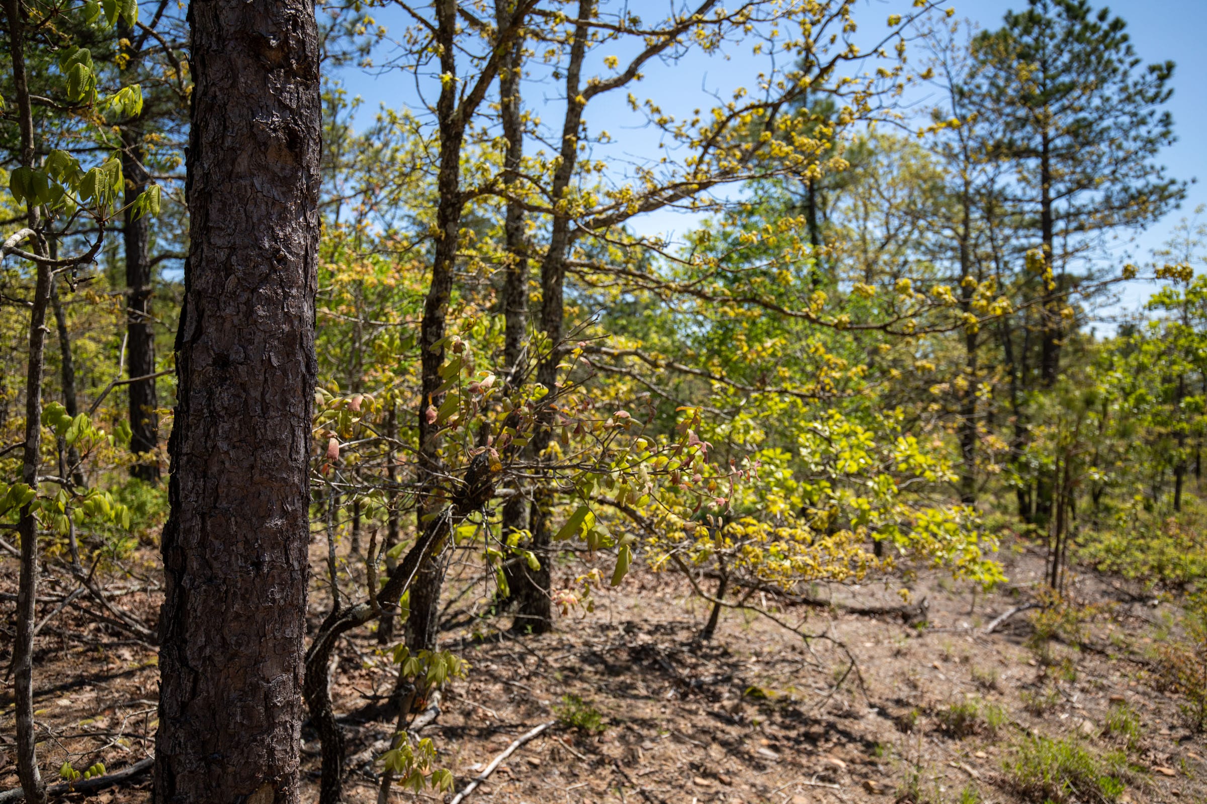 Eagle’s Nest Tract 25 photo 13