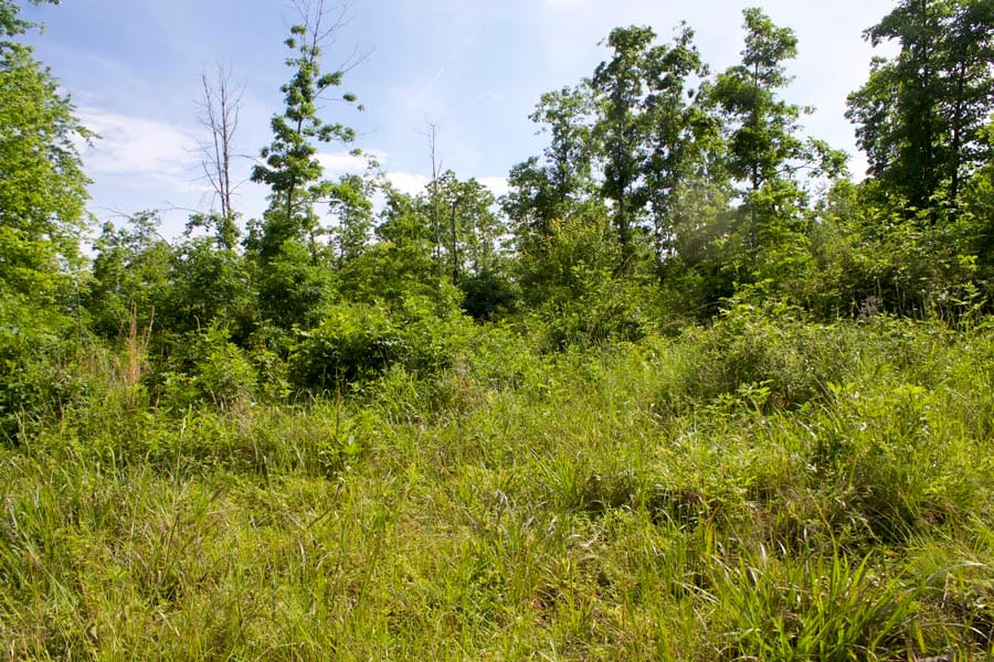 Thunder Mountain Ranch Tract 17 photo 3