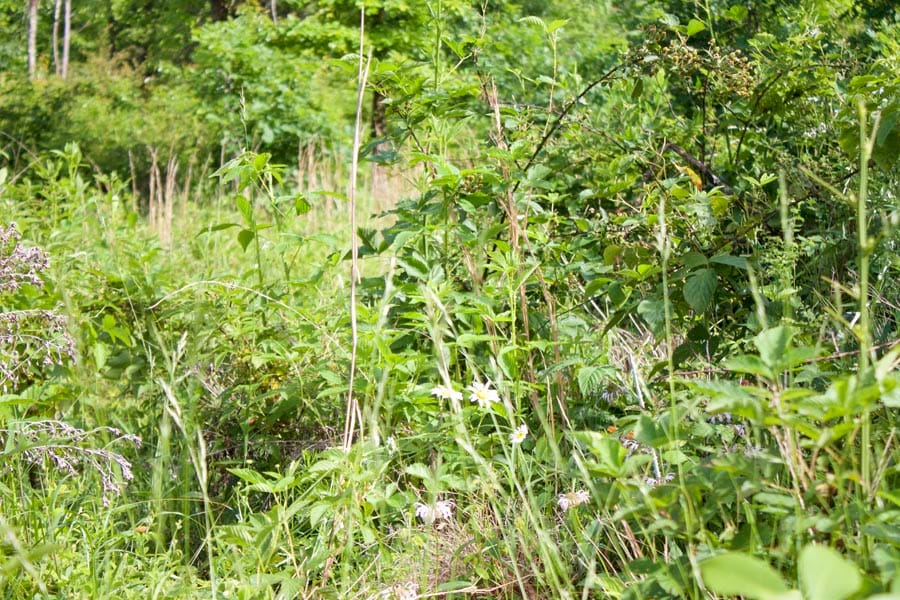 Thunder Mountain Ranch Tract 17 photo 6