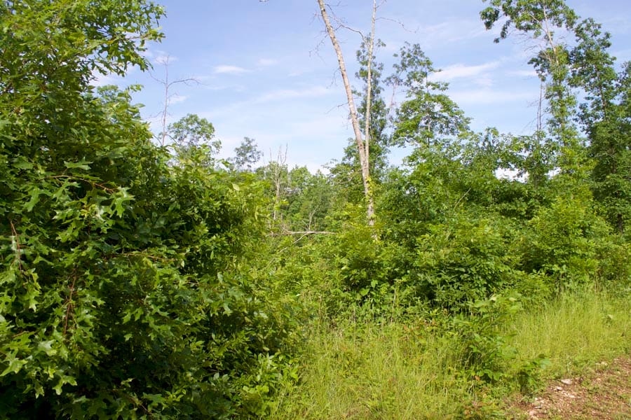 Thunder Mountain Ranch Tract 17 photo 10