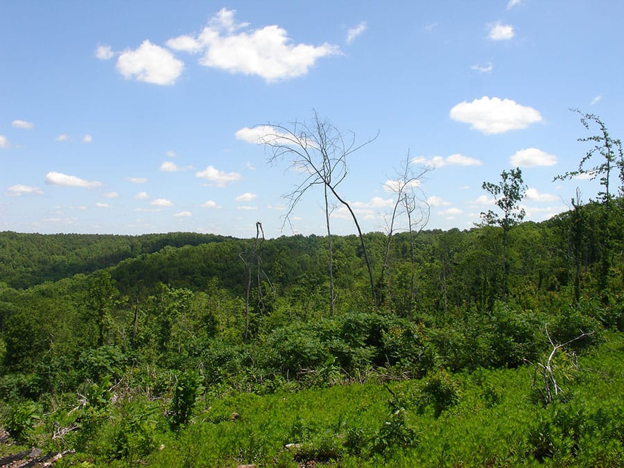 Antler Ridge Tract 8 photo 2
