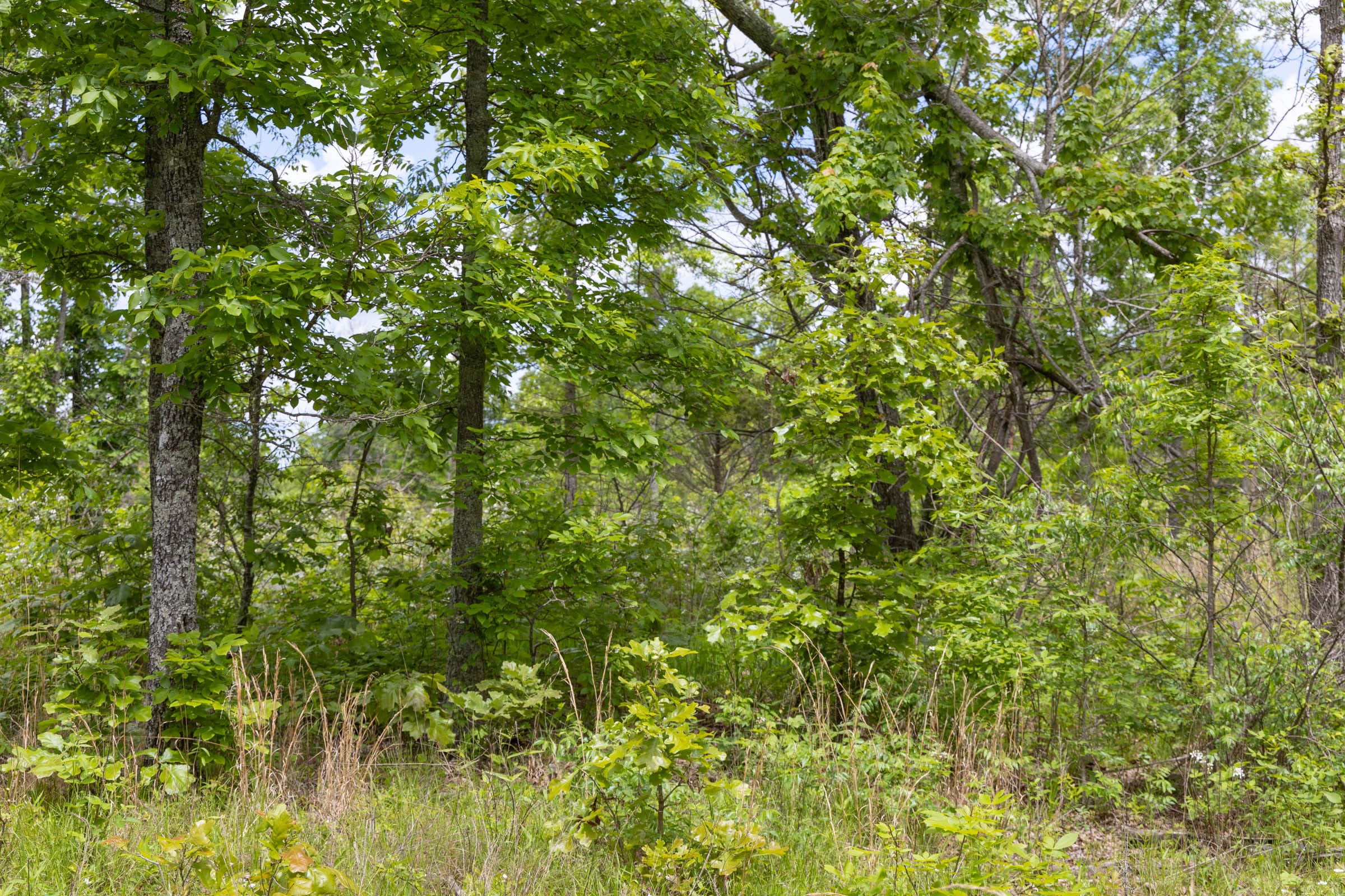 Sleepy Hollow Phase II Tract 82 photo 11