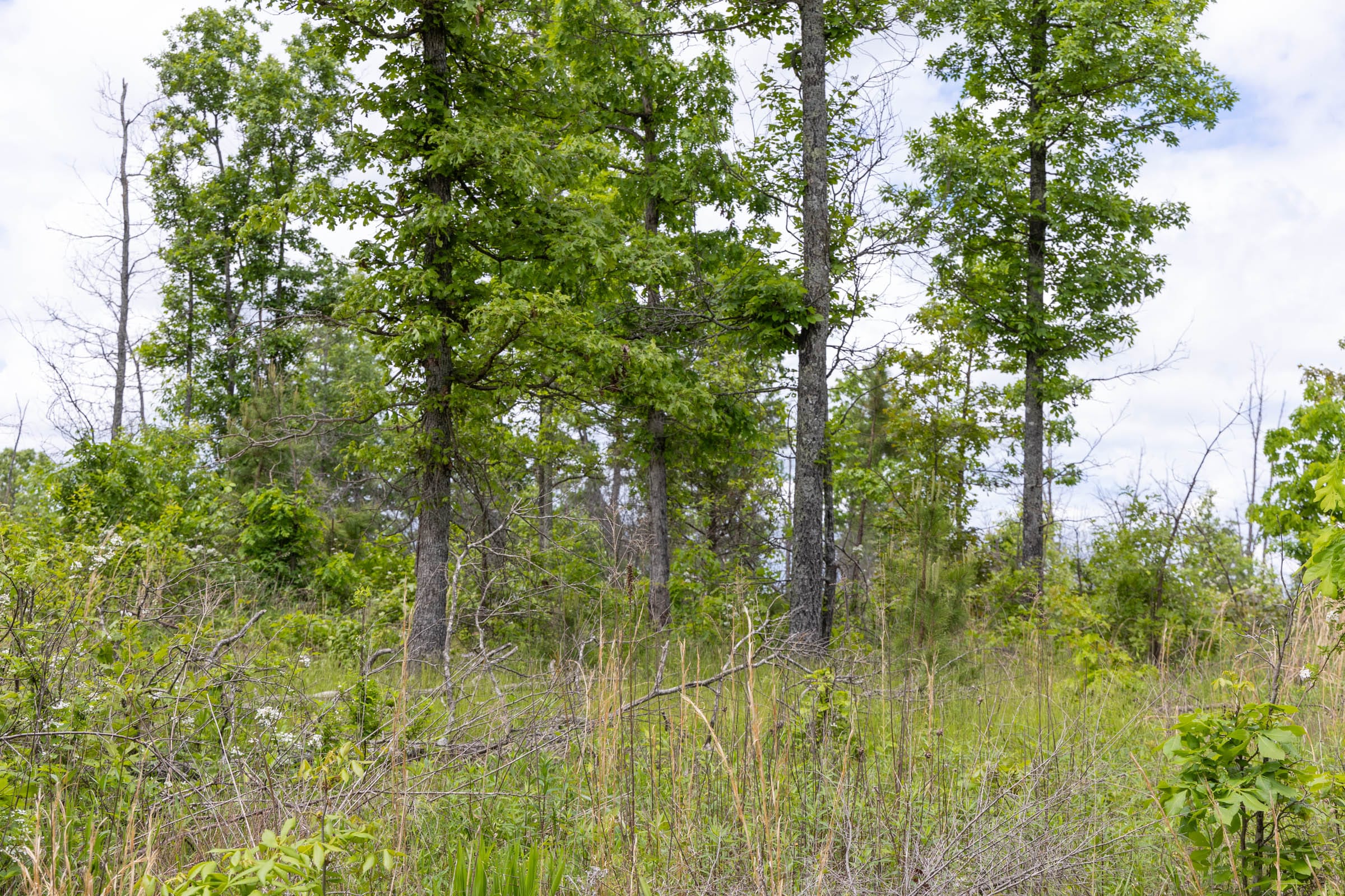Sleepy Hollow Phase II Tract 82 photo 6