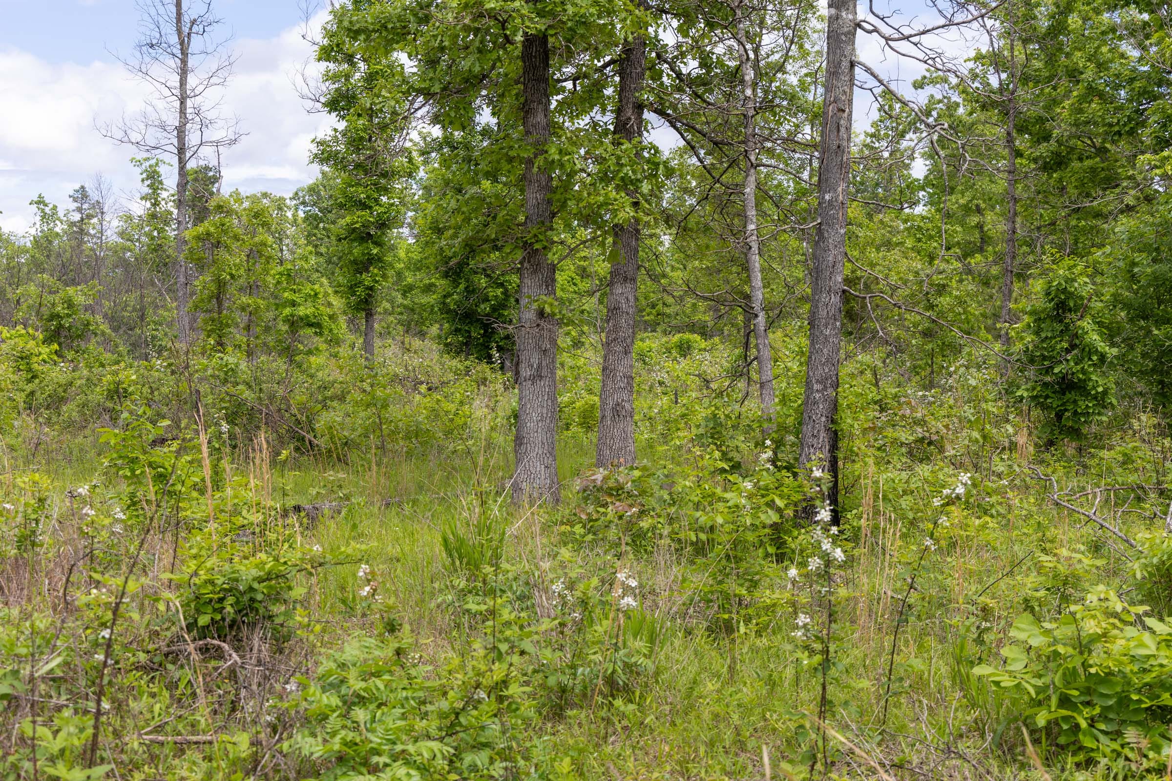 Sleepy Hollow Phase II Tract 82 photo 12