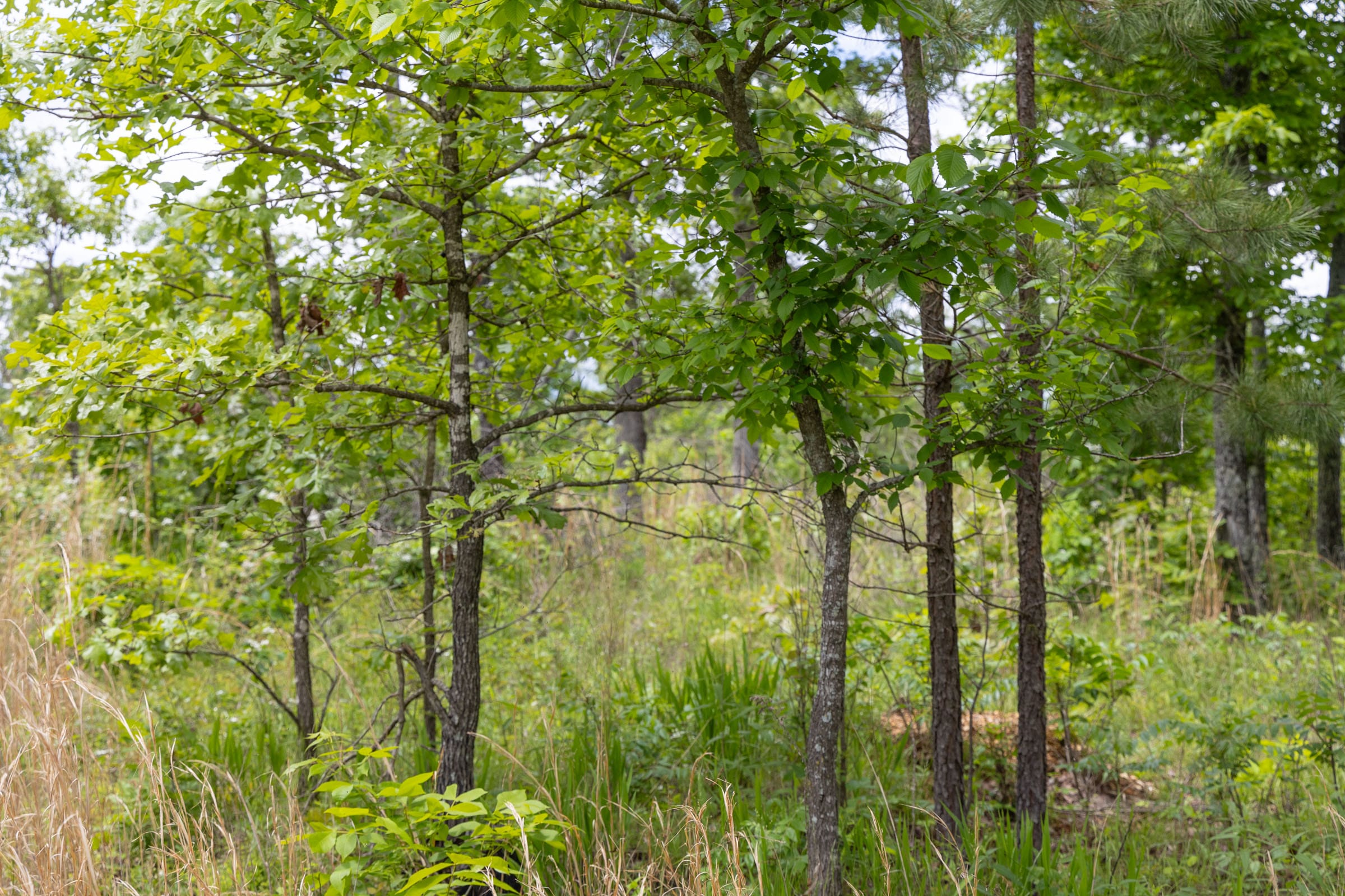 Sleepy Hollow Phase II Tract 82 photo 1