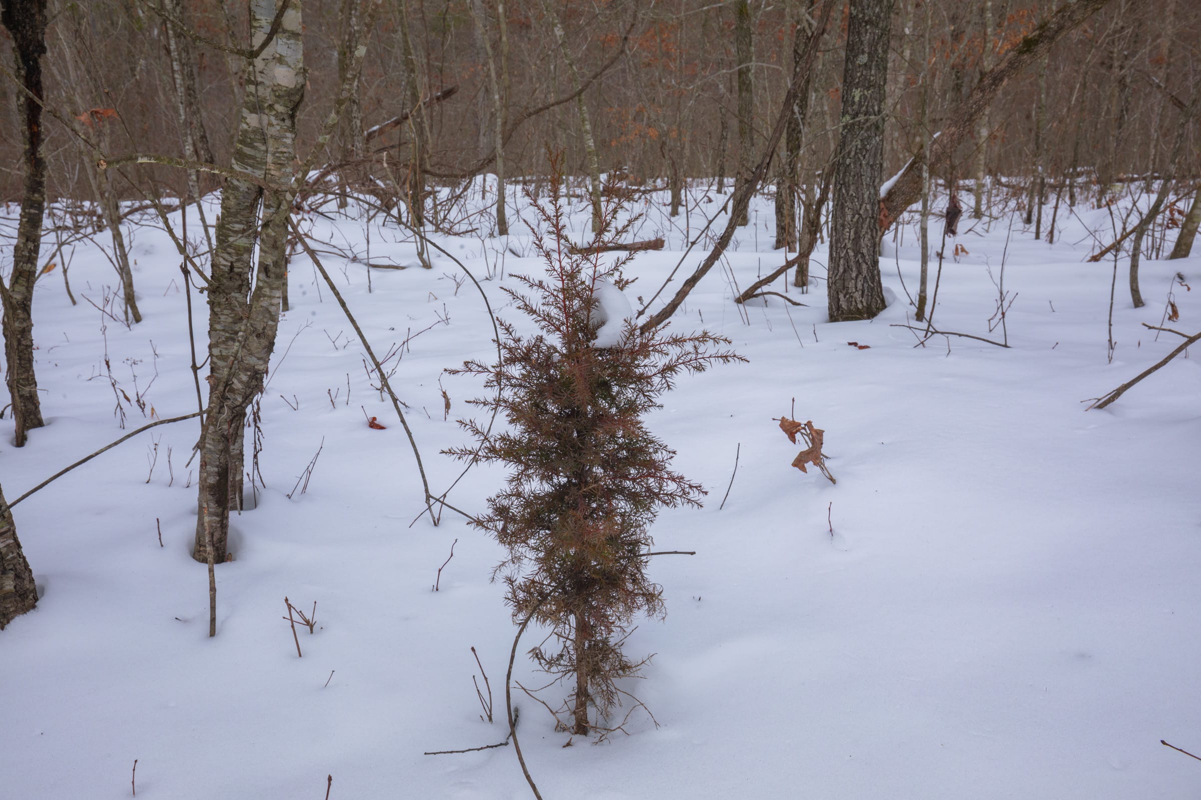 Sleepy Hollow Phase I Tract 48 photo 13