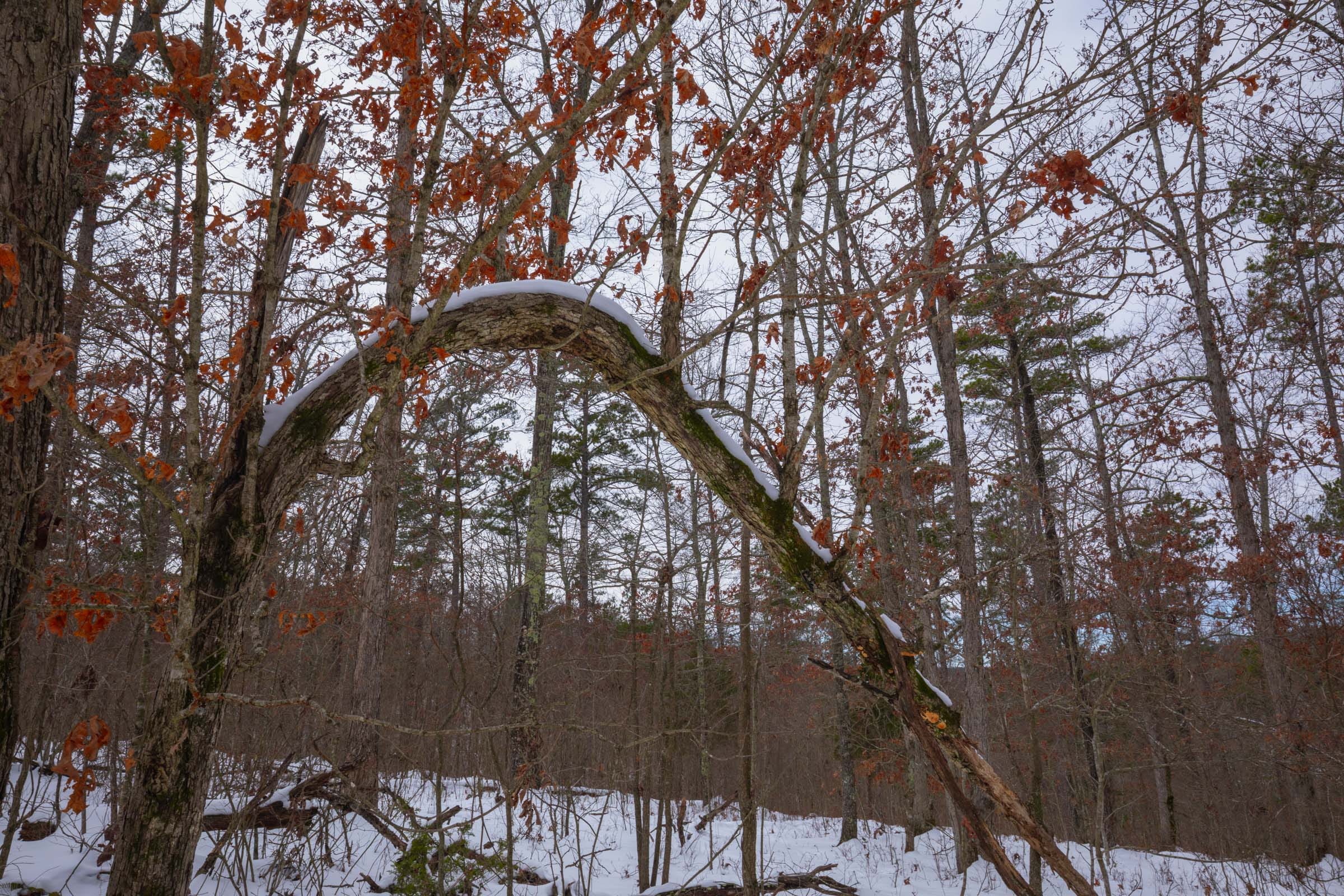 Sleepy Hollow Phase I Tract 48 photo 12
