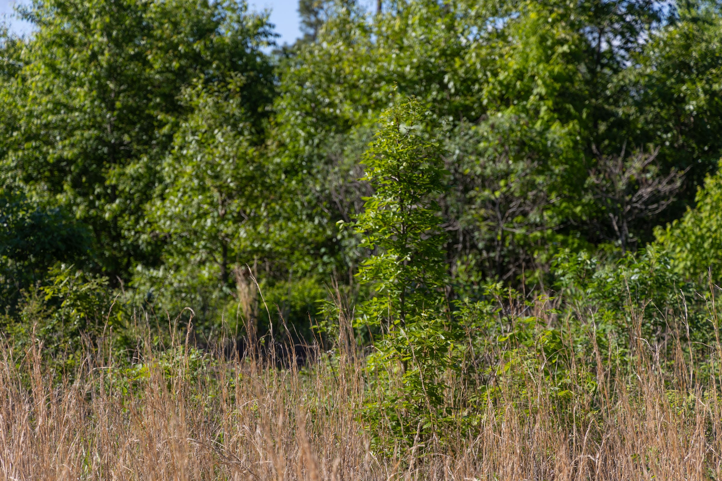 Sleepy Hollow Phase II Tract 64 photo 12