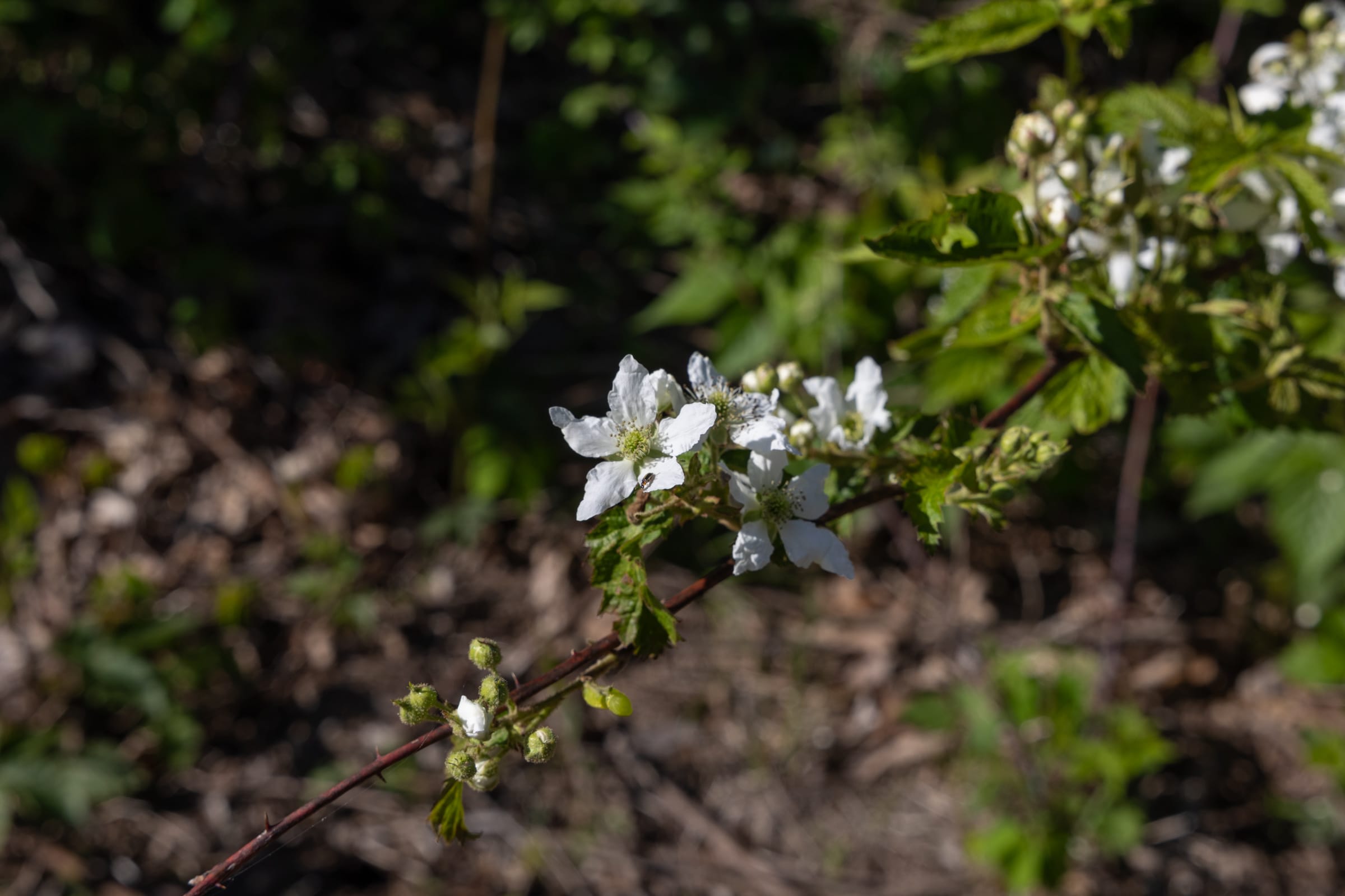 Sleepy Hollow Phase II Tract 64 photo 10