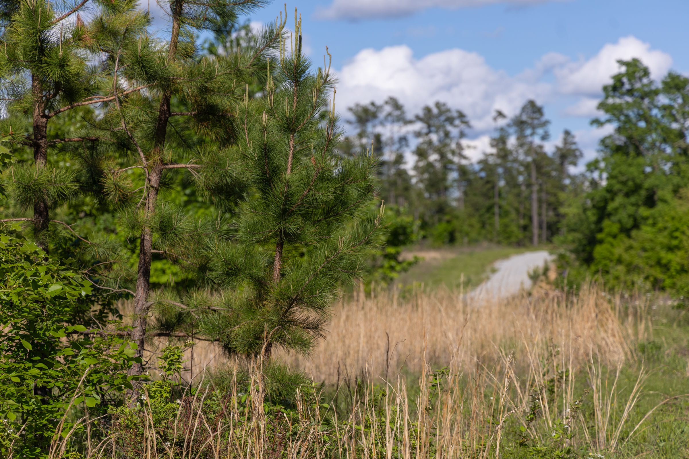 Sleepy Hollow Phase II Tract 64 photo 1
