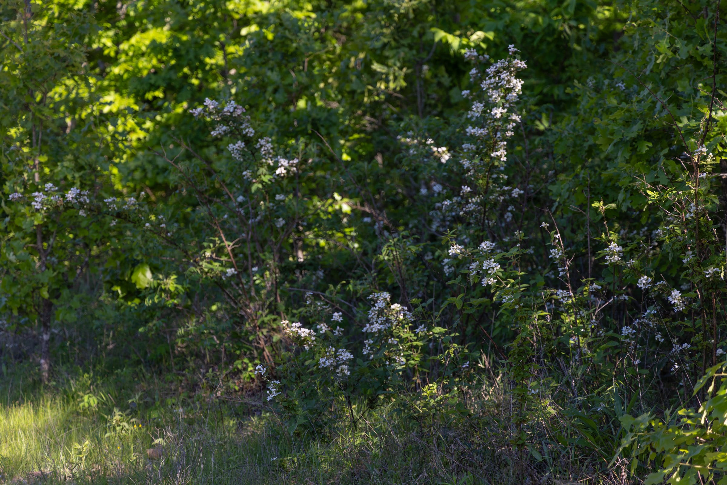 Sleepy Hollow Phase II Tract 64 photo 5