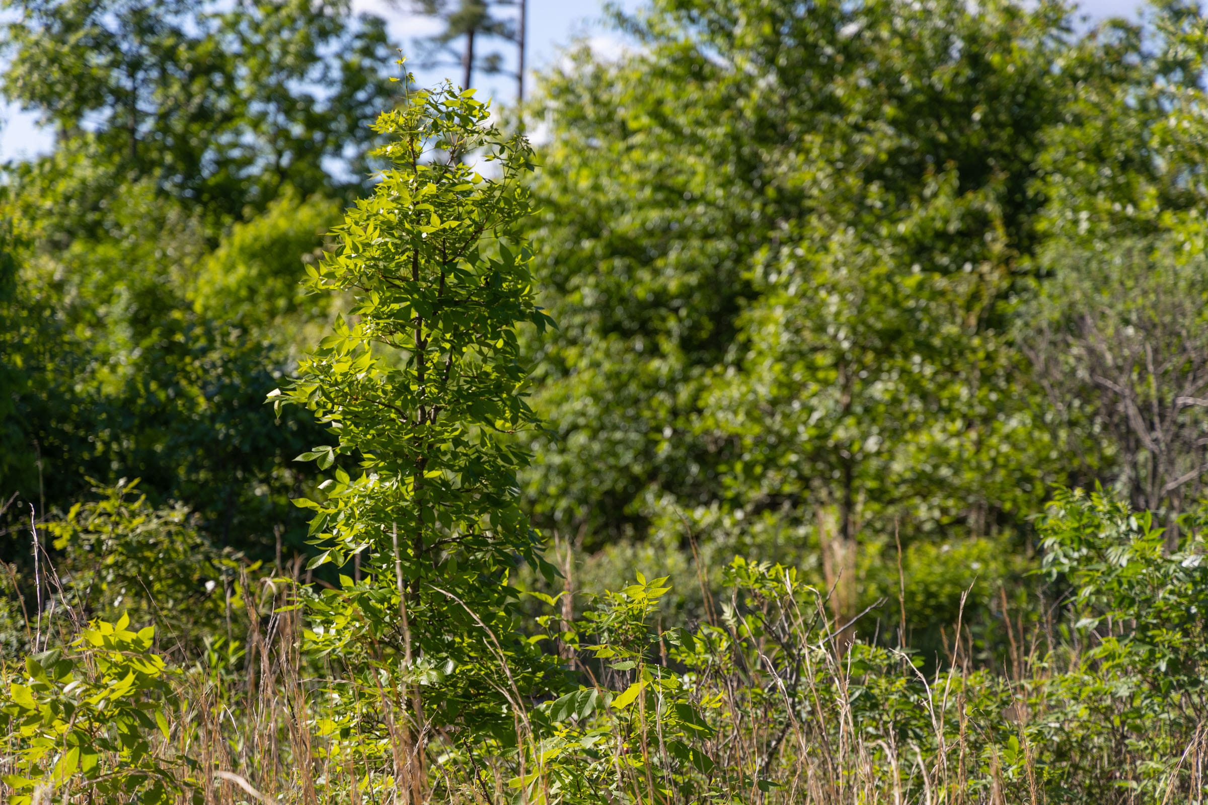 Sleepy Hollow Phase II Tract 64 photo 9