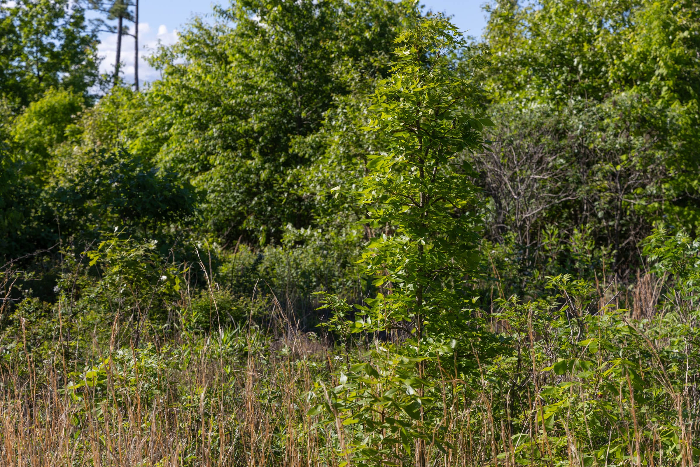 Sleepy Hollow Phase II Tract 64 photo 7
