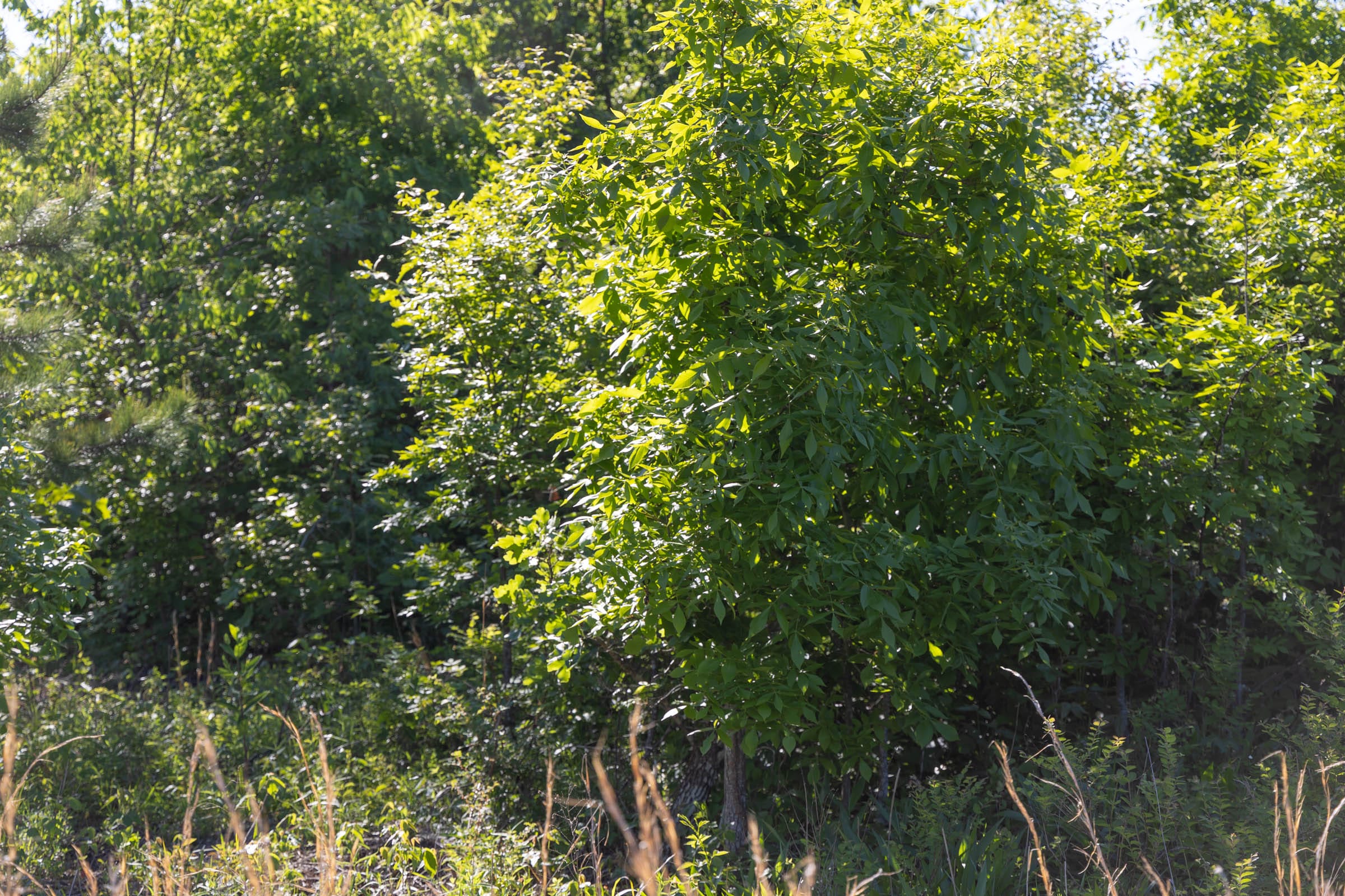Sleepy Hollow Phase II Tract 64 photo 4