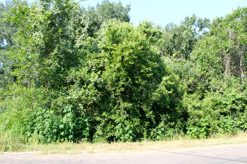 Tahitian Village Tract 313 photo 10