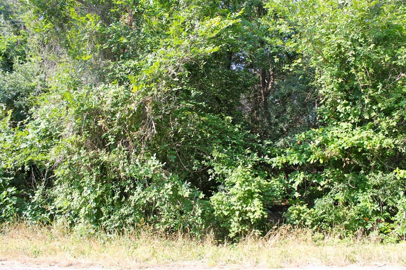 Tahitian Village Tract 313 photo 11
