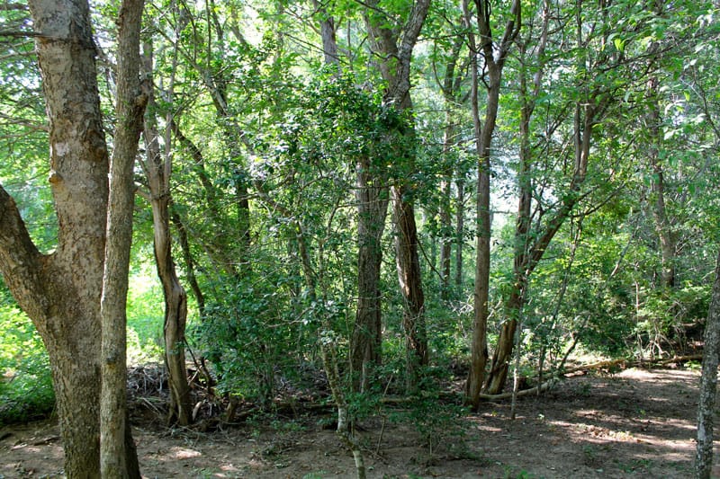 Tahitian Village Tract 313 photo 14