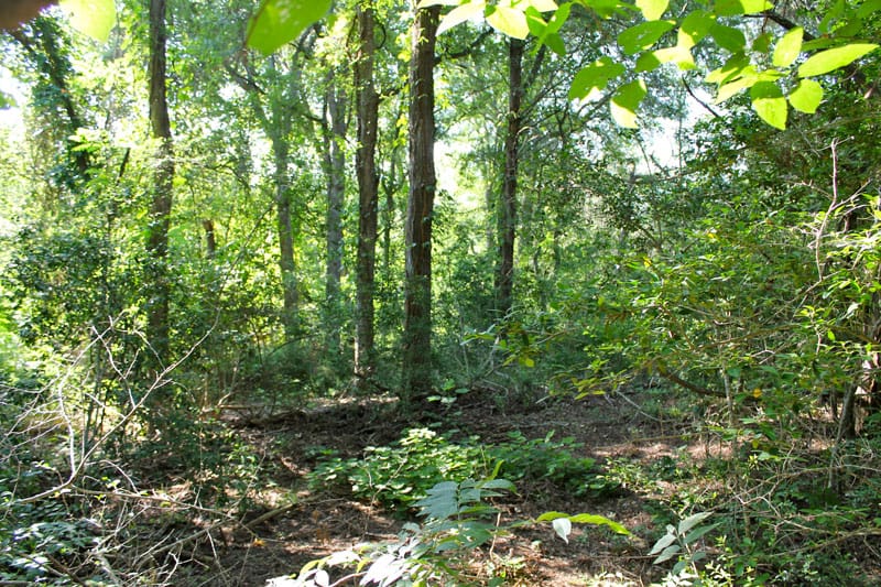Tahitian Village Tract 313 photo 16