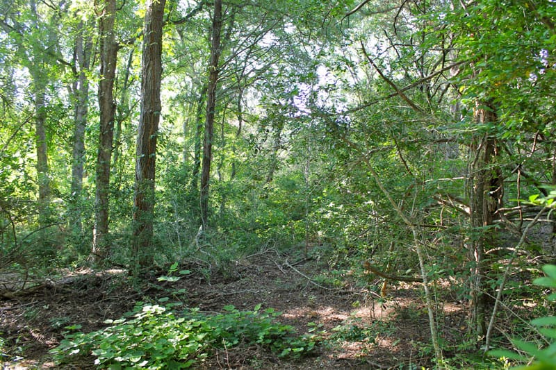 Tahitian Village Tract 313 photo 18