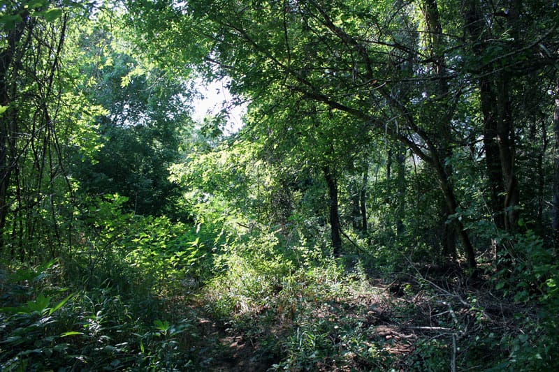 Tahitian Village Tract 313 photo 20
