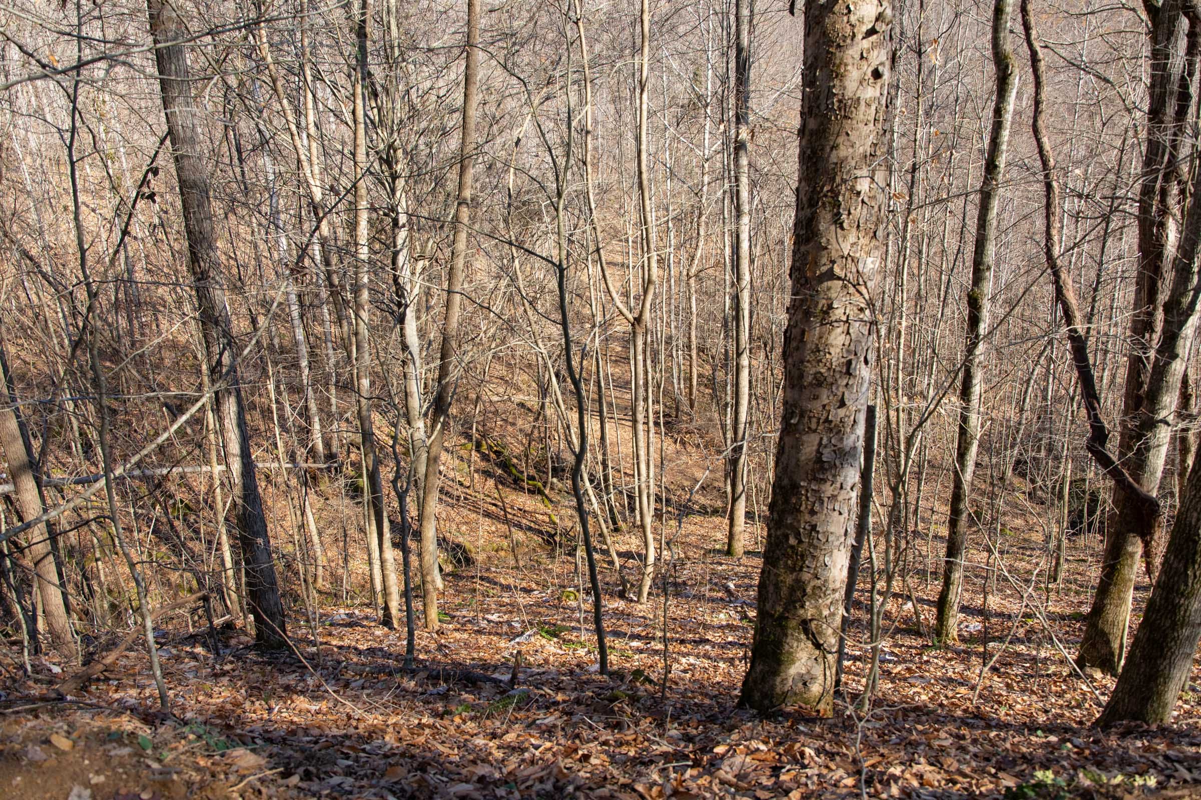 Blackstone Mountain Phase I Tract 50 photo 3