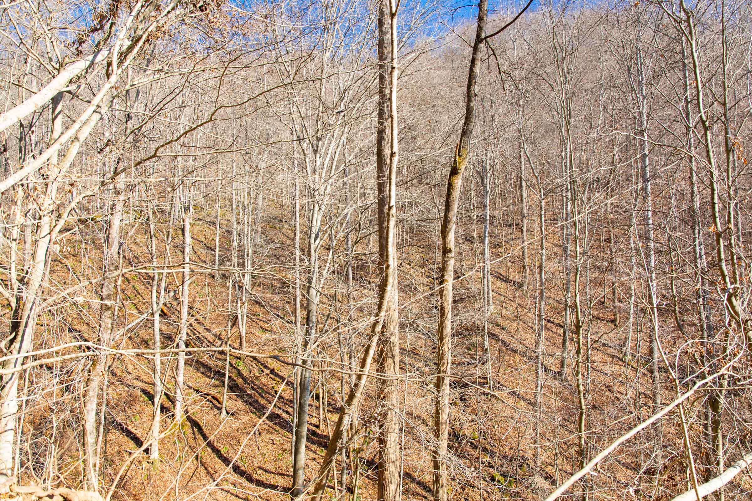 Blackstone Mountain Phase I Tract 50 photo 5