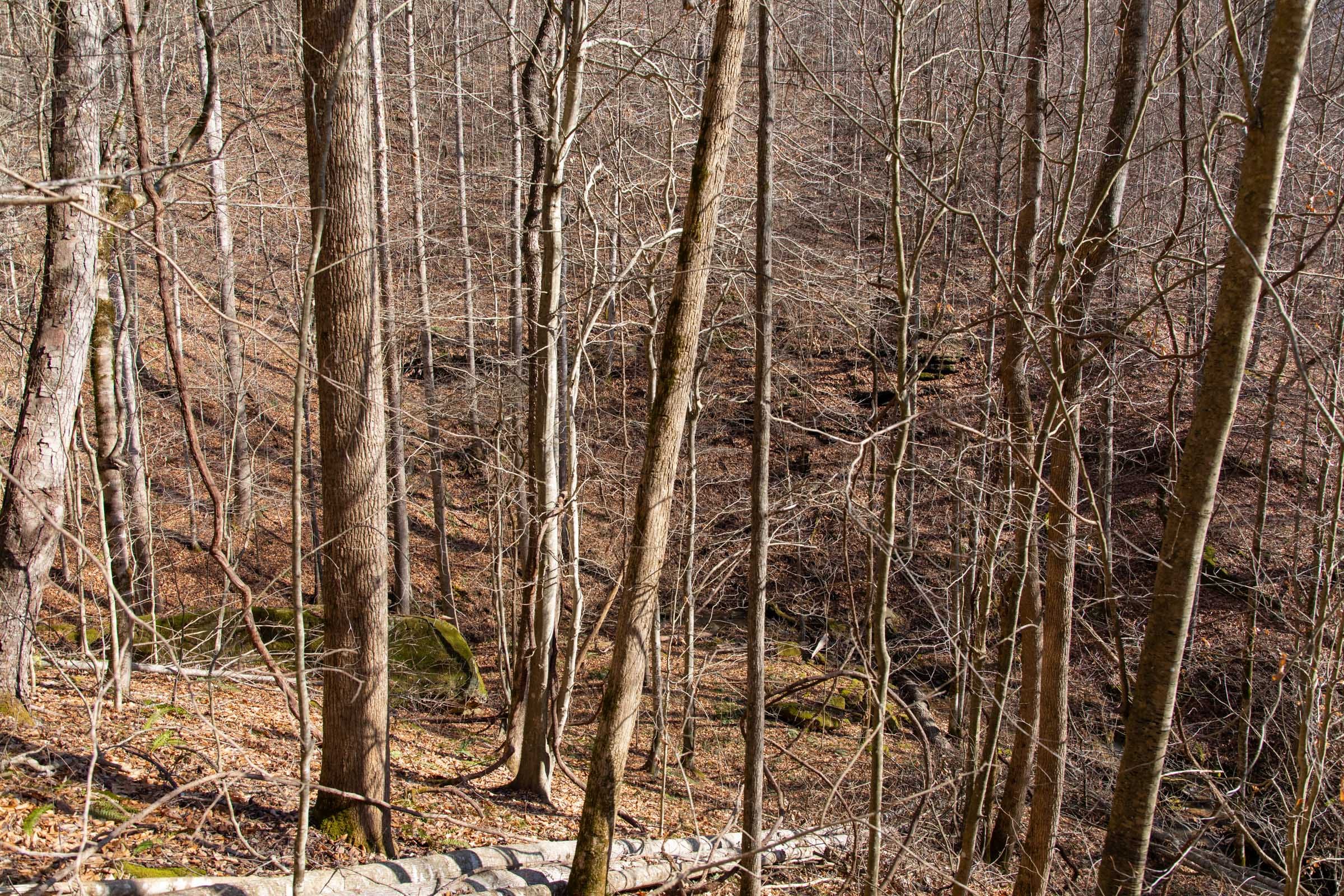 Blackstone Mountain Phase I Tract 50 photo 6