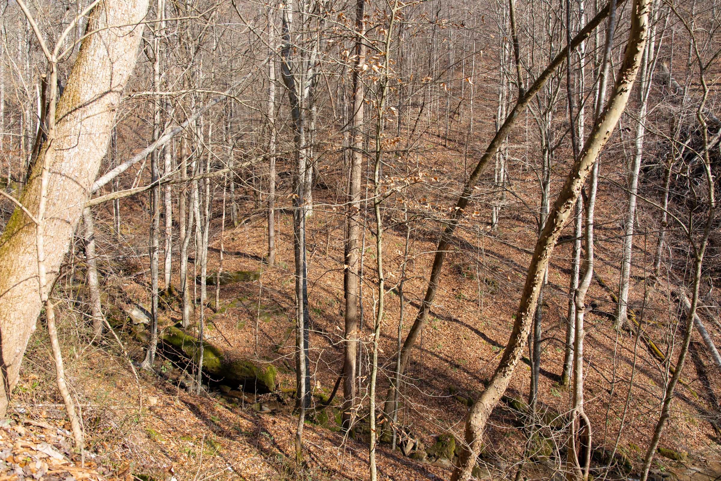 Blackstone Mountain Phase I Tract 50 photo 8