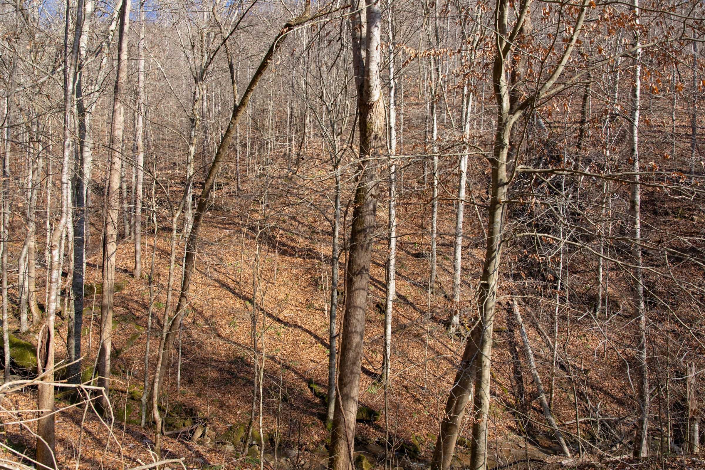 Blackstone Mountain Phase I Tract 50 photo 9