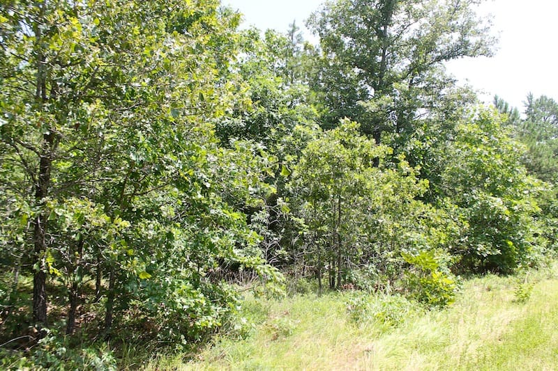 Green Mountain Ranch Tract 20 photo 5