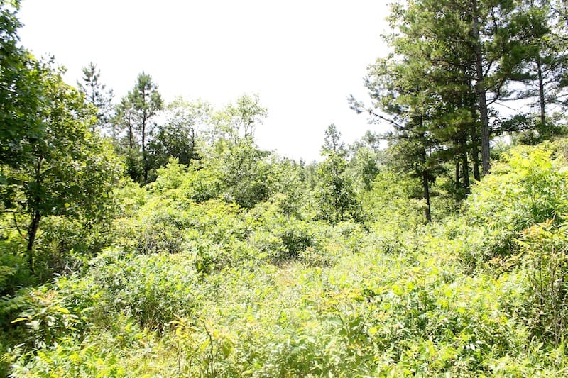 Green Mountain Ranch Tract 20 photo 8