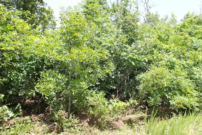 Green Mountain Ranch Tract 20 photo 9