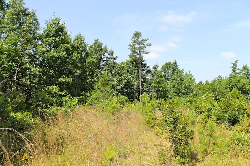 Green Mountain Ranch Tract 28 photo 1